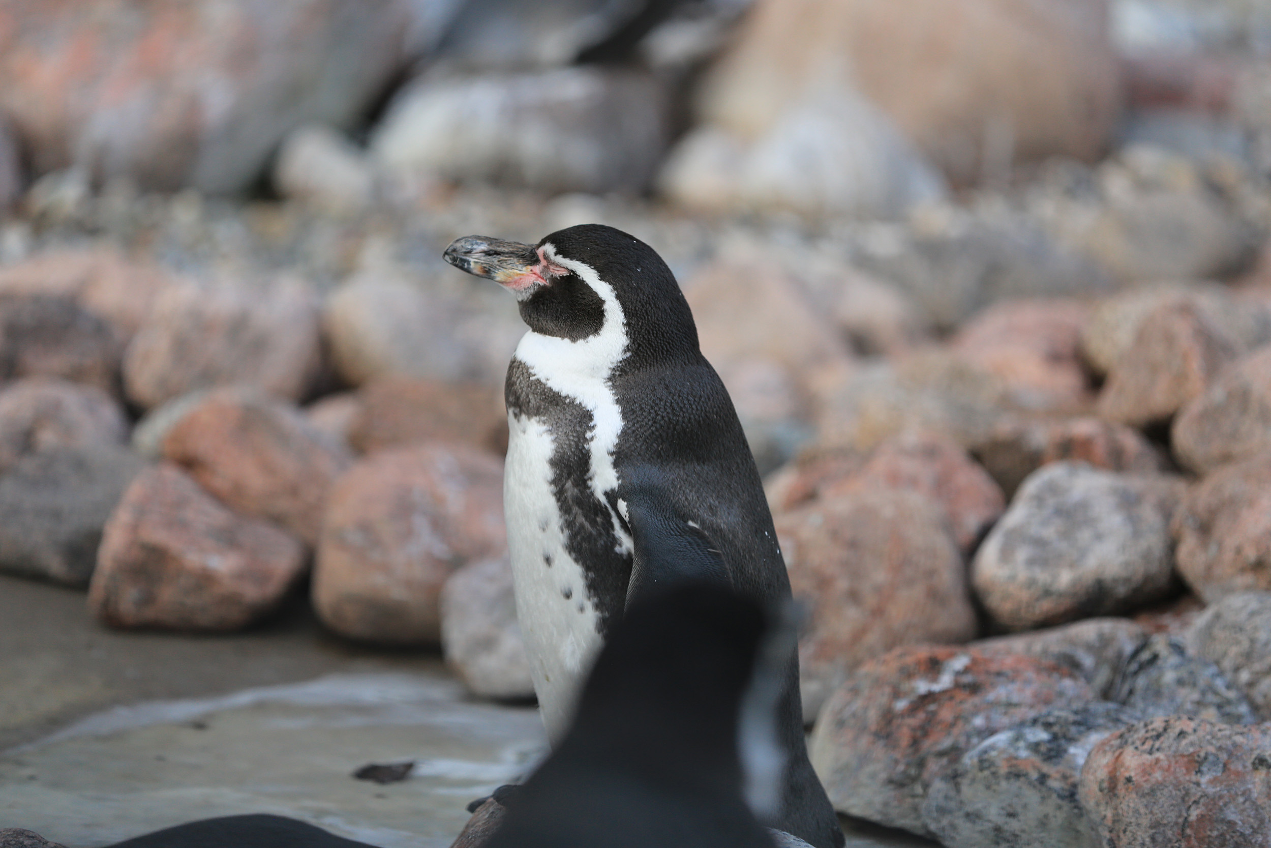 A photo of a penguin