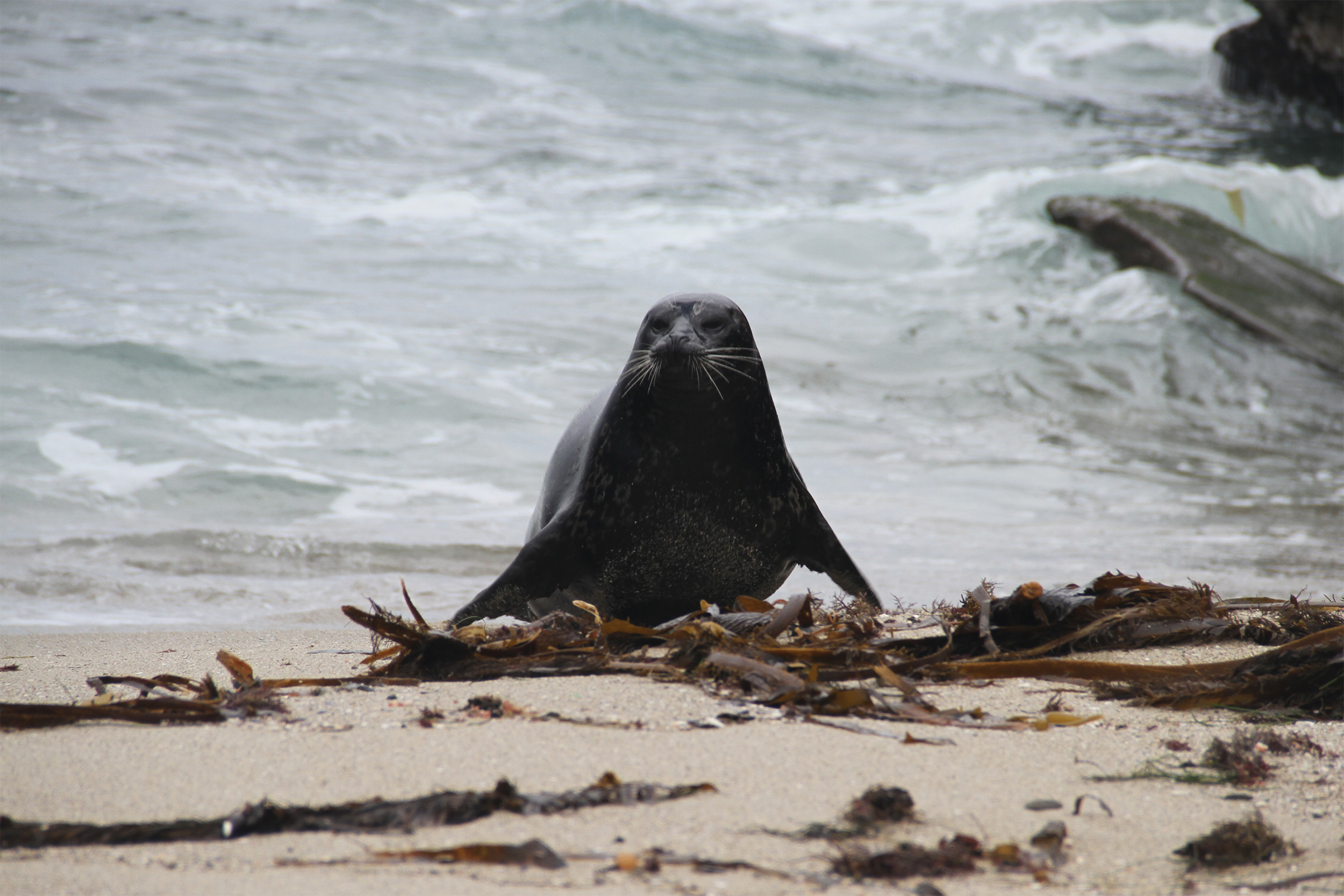 Photo of sealion